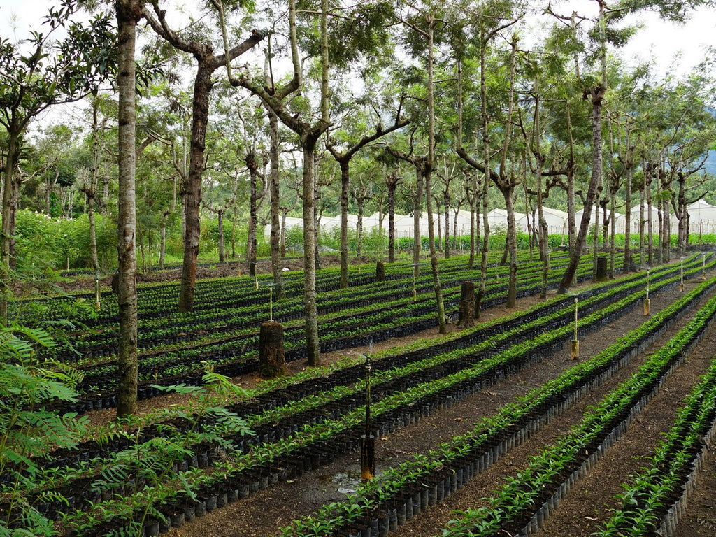 Coffee plant rows Guatemala