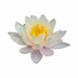 LOTUS Energy